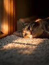 Cute Tabby Cat Relaxing in Golden Sunlight Royalty Free Stock Photo