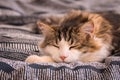 Cute tabby cat resting happily on bed Royalty Free Stock Photo