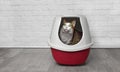 Cute tabby cat sit in a red litter box and look up Royalty Free Stock Photo