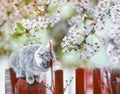 Cute tabby cat sits on a fence in a flowering garden under a branch of fragrant cherry