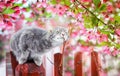 Cute tabby cat sits on a fence in a flowering garden under a branch of fragrant pink Apple tree
