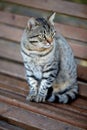 Cute tabby cat sits on a wooden bench in the park Royalty Free Stock Photo