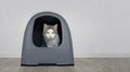 Cute tabby cat sitting in a closed litter box and look to the camera.