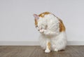 Cute tabby cat sitting on the floor and washing itself.