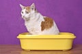 Cute tabby cat sitting in a open litter box and looking concentrated away.