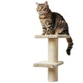 Cute tabby cat sitting on top of cat scratching post Royalty Free Stock Photo