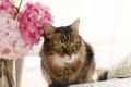 Cute tabby cat sitting under beautiful hydrangea flowers in sunny light on window sill. Adorable portrait of Maine coon with pink Royalty Free Stock Photo