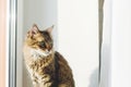 Cute tabby cat sitting on window sill in warm sunny light. Adorable Main coon with green eyes and funny emotion relaxing in