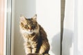 Cute tabby cat sitting on window sill in warm sunny light. Adorable Main coon with green eyes and funny emotion relaxing in