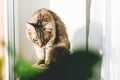 Cute tabby cat sitting on window sill in warm sunny light among green plants. Adorable Main coon looking at window on street.