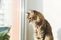 Cute tabby cat sitting on window sill in warm sunny light among green plants. Adorable Main coon looking at window on street.