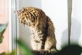 Cute tabby cat sitting on window sill in warm sunny light among green plants. Adorable Main coon looking at window on street.