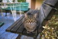 Cute tabby cat is sitting on wooden bench Royalty Free Stock Photo