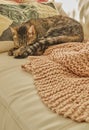 A cute tabby cat sleeping on a bed. One snug kitten laying on a soft, cozy cushion taking an afternoon nap. Spoiled