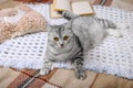 Cute tabby cat is sleeping in the bed on warm blanket. Cold autumn or winter weekend while reading a book and drinking warm coffee Royalty Free Stock Photo