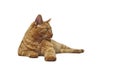 Cute tabby cat sleeping. Cloes-up portrait with copy space.