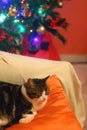 Cat and Christmas Tree Royalty Free Stock Photo