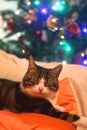 Cat and Christmas Tree Royalty Free Stock Photo