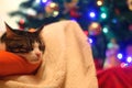 Cat and Christmas Tree Royalty Free Stock Photo