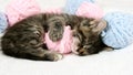 Cute tabby Cat sleeping with pink and light blue balls skeins of thread on white bed. Little curious kitten lying over Royalty Free Stock Photo