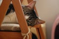 Cat Sleeping On A Chair Royalty Free Stock Photo