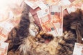 A cute tabby cat sleeps sweetly in five thousandth banknotes. Soft focus. See wealth in a dream. Rich cat.