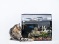 Cute tabby cat and a small fish tank. Animal natural instinct for fishing and hunting. Light wall background Royalty Free Stock Photo