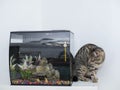 Cute tabby cat and a small fish tank. Animal natural instinct for fishing and hunting. Light wall background Royalty Free Stock Photo