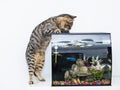 Cute tabby cat and a small fish tank. Animal natural instinct for fishing and hunting. Light wall background Royalty Free Stock Photo