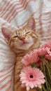 the cute tabby cat smiles while holding a pink bouquet Royalty Free Stock Photo