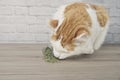 : Cute tabby cat sniffing on dried catnip.