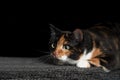 Cute tabby cat on the sofa looks playfull sideways.