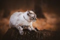 A cute tabby cat stands on an old dark oak stump on an autumn evening in the forest. A walk of a pet in nature. October Royalty Free Stock Photo