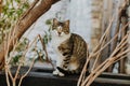 Cute tabby cat on a street of Budva old town, Montenegro Royalty Free Stock Photo