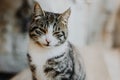 Cute tabby cat on a street of Budva old town, Montenegro Royalty Free Stock Photo
