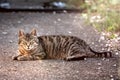 Cute tabby cat sunbathing at back yard. Royalty Free Stock Photo