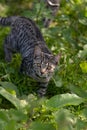 Cute tabby cat walking through the grass and greenery Royalty Free Stock Photo