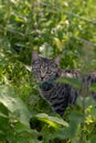 Cute tabby cat walking through the grass and greenery Royalty Free Stock Photo