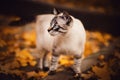 A cute tabby cat walks on an autumn day among the fallen yellow maple leaves. Walking with a pet. Nature of October Royalty Free Stock Photo