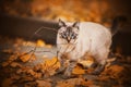 Cute tabby cat walks on an autumn day near branches and fallen yellow maple leaves. Nature in November. A pet on a walk Royalty Free Stock Photo