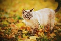 Cute tabby cat walks among green grass and yellow maple fallen leaves on an autumn day. A walk of a pet in nature Royalty Free Stock Photo