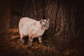 Cute tabby cat walks near the trunk of an old oak tree in the park on an autumn evening. A walk of a pet in nature Royalty Free Stock Photo