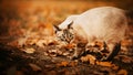 A cute tabby cat walks among yellow fallen leaves on an autumn day. A walk with a pet in the park Royalty Free Stock Photo