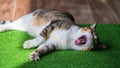 Cute tabby cat yawning on lazy summer morning Royalty Free Stock Photo