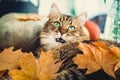 Cute tabby cat yawning, lying in autumn leaves on rustic table with pumpkins. Maine coon with green eyes and funny emotions Royalty Free Stock Photo