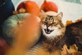 Cute tabby cat yawning, lying in autumn leaves on rustic table with pumpkins. Maine coon with green eyes and funny emotions Royalty Free Stock Photo