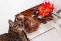 Cute tabby cat with yellow eyes lying down on opened cardboard box with dry dog treats - dehydrated crunchy meat. Beautiful rose f Royalty Free Stock Photo
