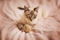 A cute tabby domestic Thai kitten is lying on a bed with a pink blanket and playing in a ball of hemp rope. Pets and household Royalty Free Stock Photo