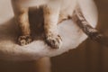 Cute tabby fluffy cat is sitting on the top of the scratching post at home. Beautiful paws of a pet Royalty Free Stock Photo
