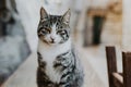 Cute tabby grey cat on a street of Budva old town, Montenegro Royalty Free Stock Photo